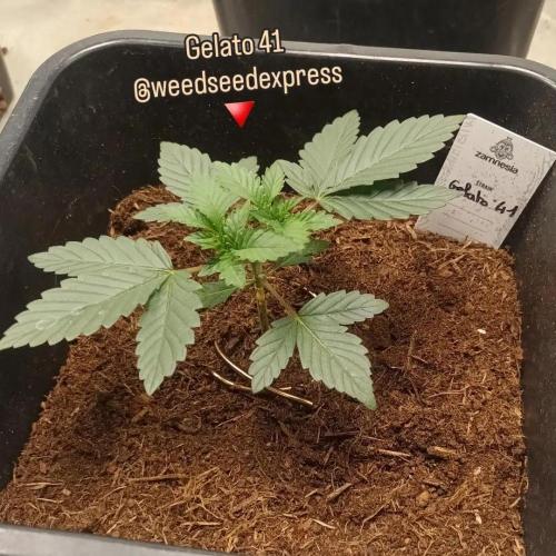 Sugar Larry - EXOTIC SEED. Week 3 - Veg +20