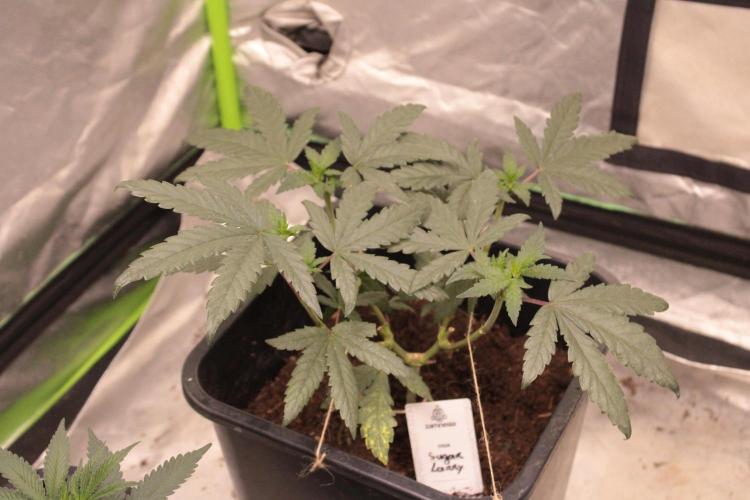Sugar Larry - EXOTIC SEED. Week 7 - VEG +45 Jours 
Sugar Larry #1