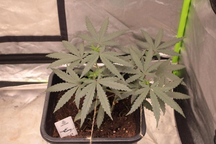 Sugar Larry - EXOTIC SEED. Week 7 - VEG +45 Jours
Sugar Larry #2