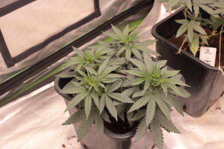 BUBBLEGUM - Zamnesia Seeds. Week 7 - VEG +45 jours - Bubblegum