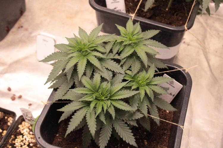 GELATO 41 - WeedSeedExpress. Week 7 - VEG +45 jours - Gelato 41