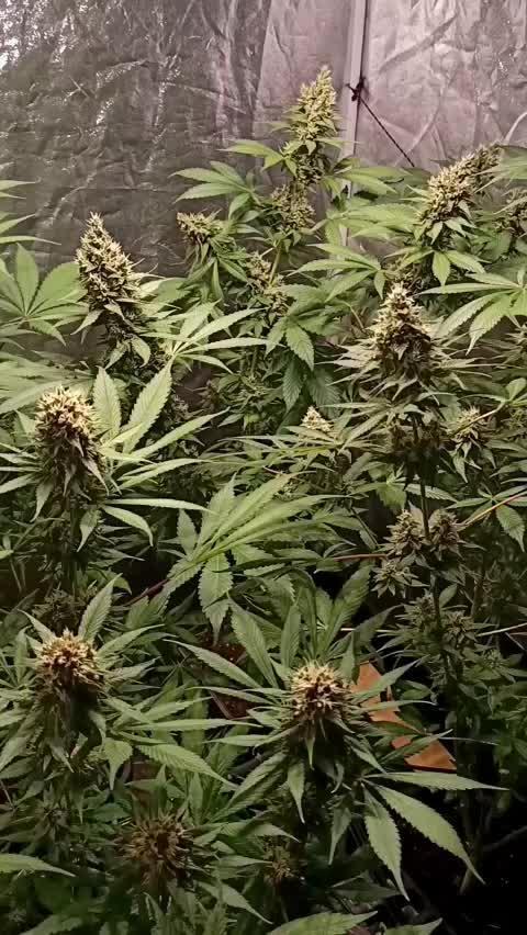 Tropicanna Poison Fast Version, 40th bloom day
