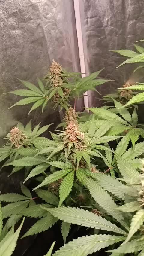 Tropicanna Poison Fast Version