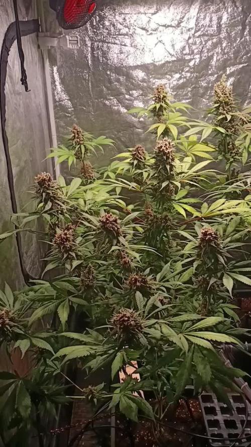 Tropicanna Poison Fast Version