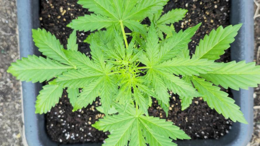 New Saison  2025 with Hilde  2.0