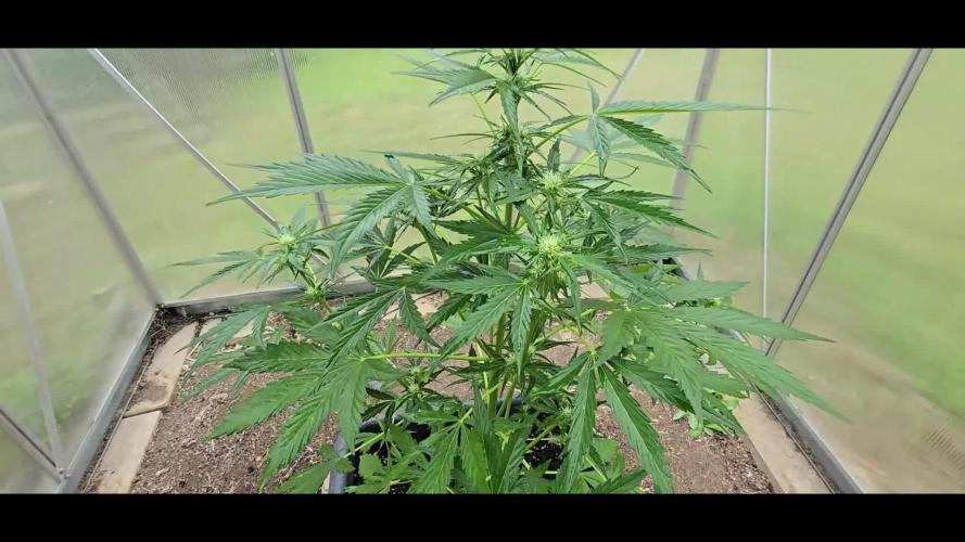 New Saison  2025 with Hilde  2.0