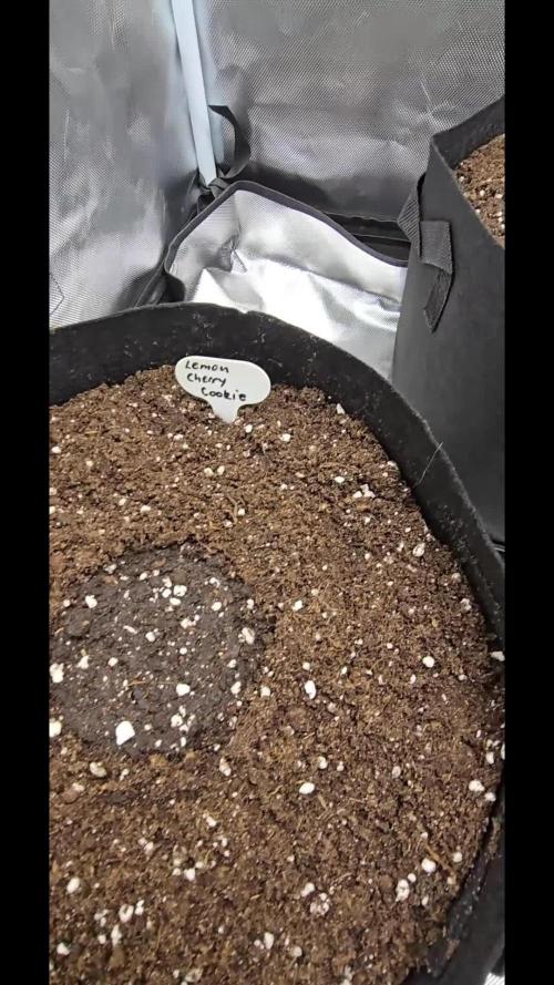 Auto Test FastBuds42 sponsored