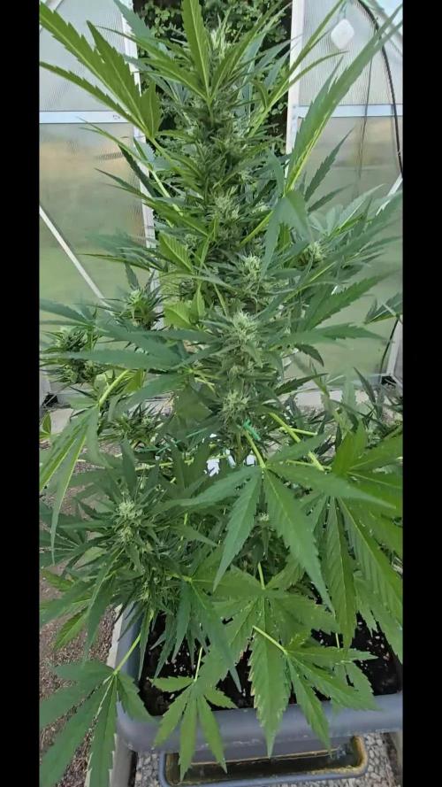 New Saison  2025 with Hilde  2.0