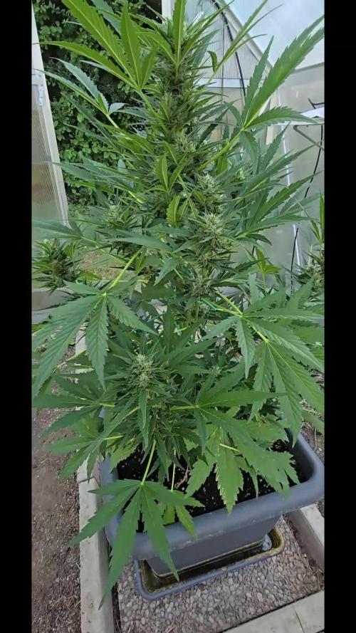 Californian Snow Auto Outdoor 2025