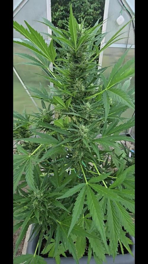 Californian Snow Auto Outdoor 2025