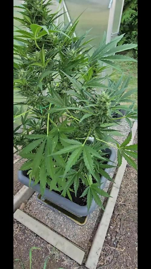Californian Snow Auto Outdoor 2025