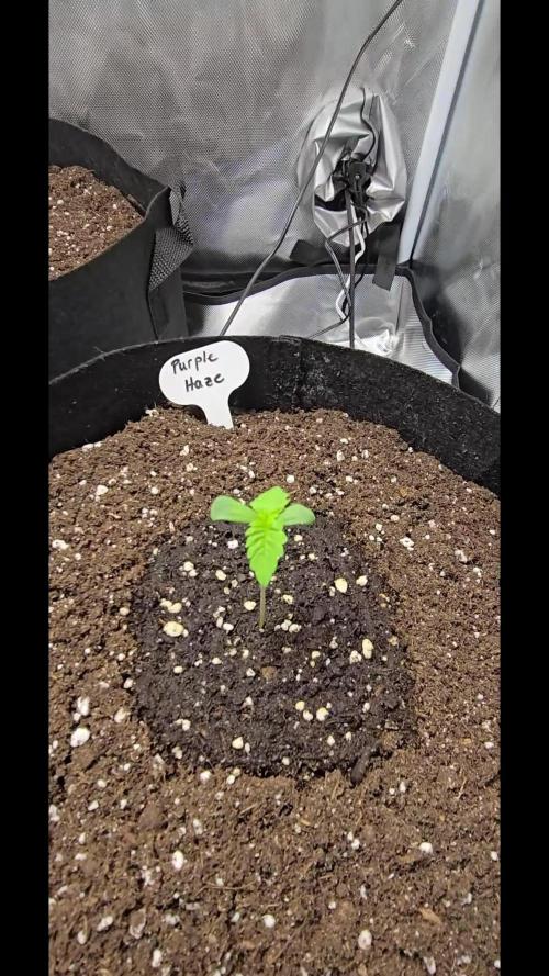 Auto Test FastBuds42 sponsored