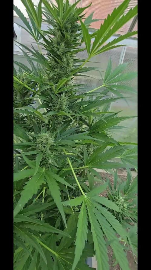 Californian Snow Auto Outdoor 2025