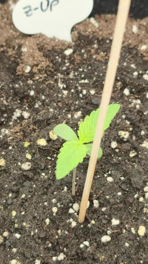 Auto Test FastBuds42 sponsored