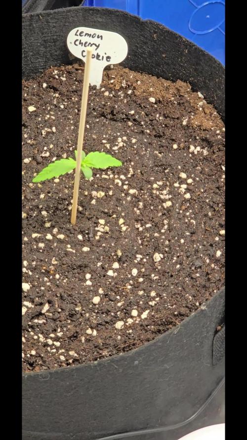 Auto Test FastBuds42 sponsored