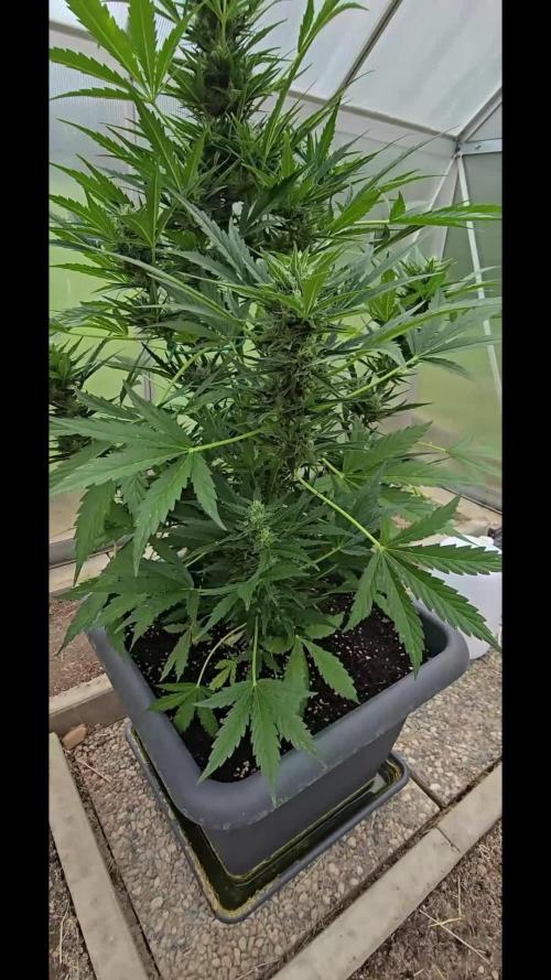 Californian Snow Auto Outdoor 2025