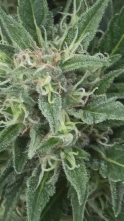 Californian Snow Auto Outdoor 2025