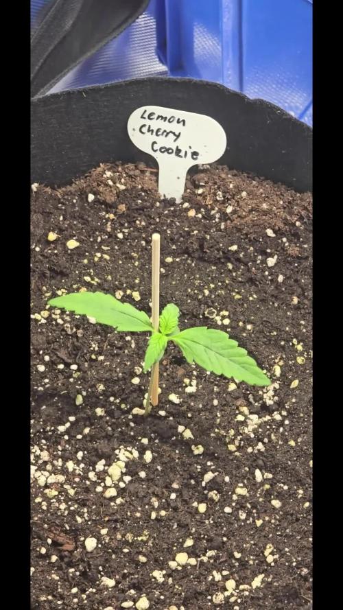 Auto Test FastBuds42 sponsored