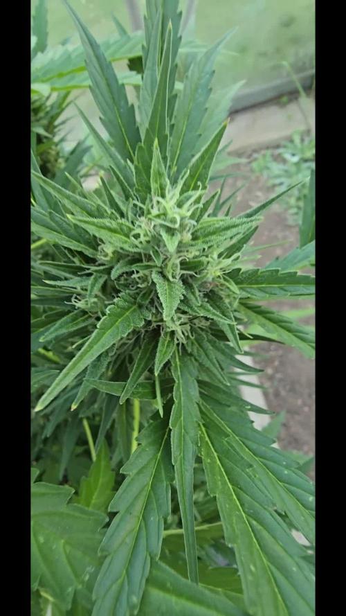 Californian Snow Auto Outdoor 2025
