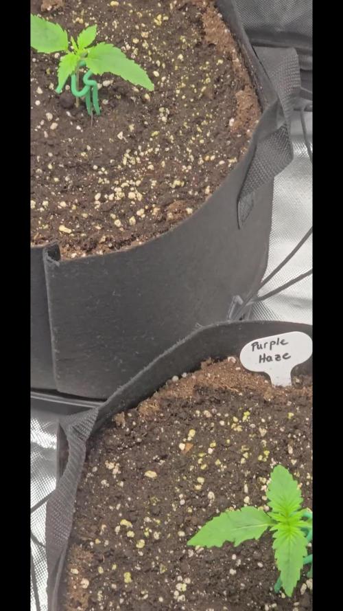 Auto Test FastBuds42 sponsored
