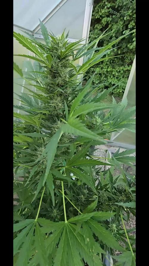 Californian Snow Auto Outdoor 2025