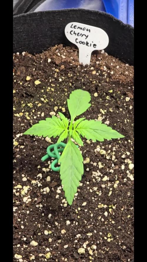 Auto Test FastBuds42 sponsored