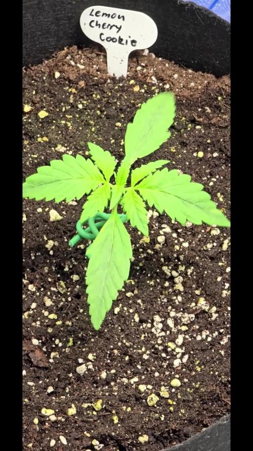 Auto Test FastBuds42 sponsored