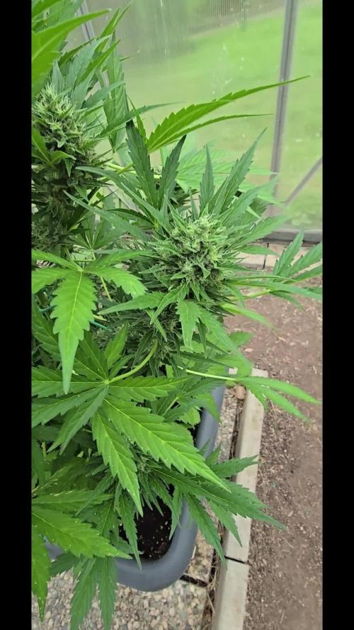 Californian Snow Auto Outdoor 2025