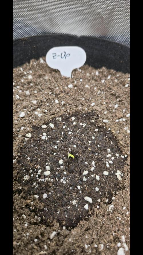 Auto Test FastBuds42 sponsored