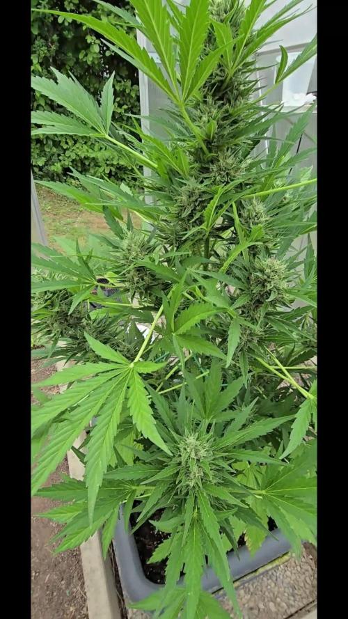 Californian Snow Auto Outdoor 2025