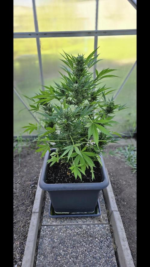 Californian Snow Auto Outdoor 2025