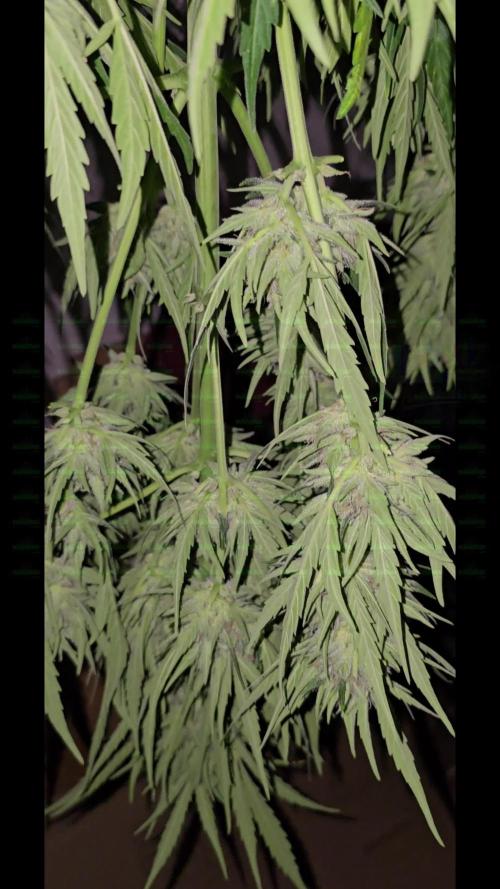 Californian Snow Auto Outdoor 2025