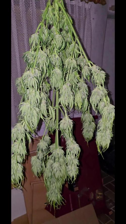 Californian Snow Auto Outdoor 2025