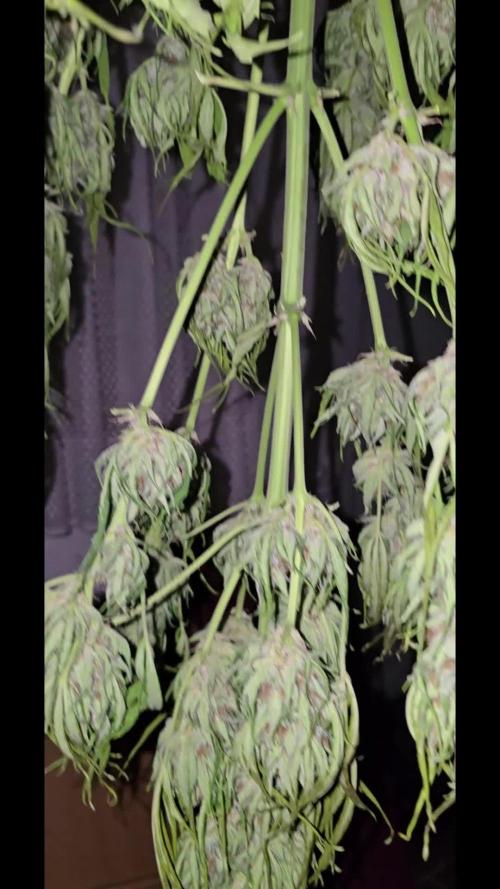 Californian Snow Auto Outdoor 2025