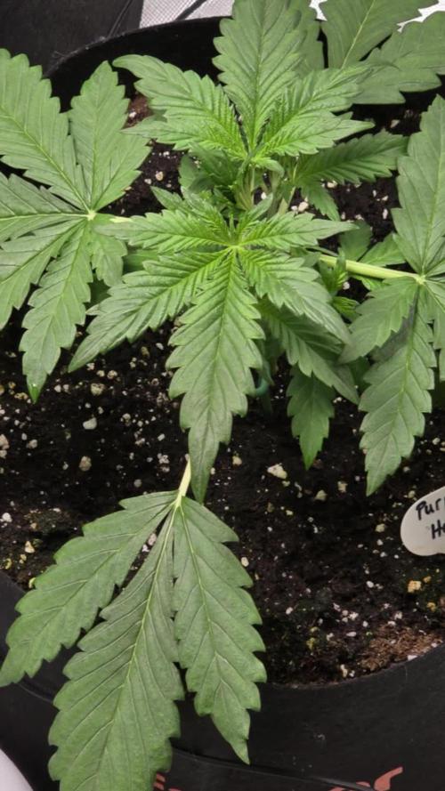 Auto Test FastBuds42 sponsored