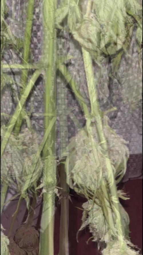 Californian Snow Auto Outdoor 2025