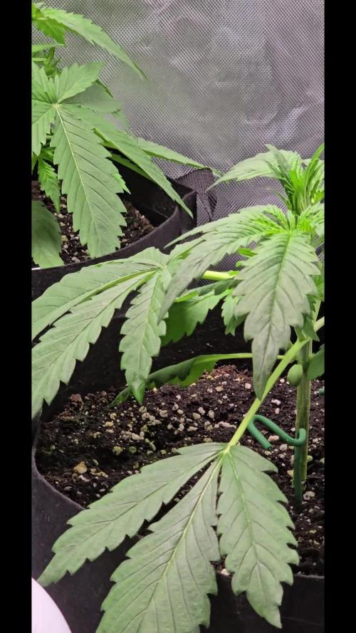 Auto Test FastBuds42 sponsored