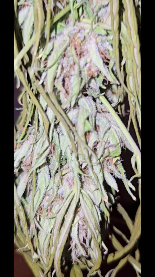 Californian Snow Auto Outdoor 2025