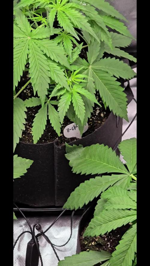 Auto Test FastBuds42 sponsored