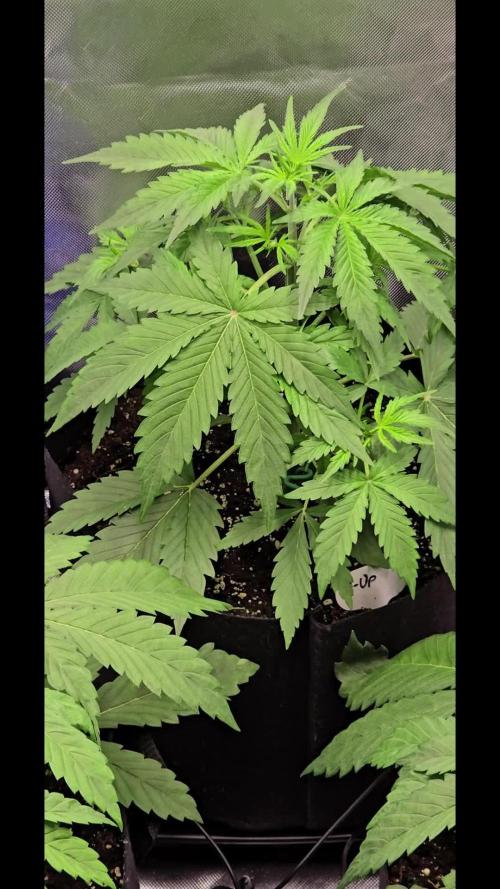 Auto Test FastBuds42 sponsored