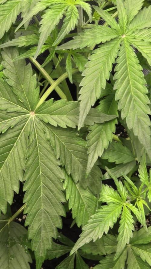 Auto Test FastBuds42 sponsored