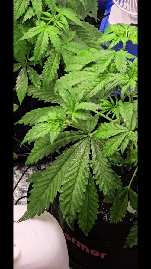 Auto Test FastBuds42 sponsored
