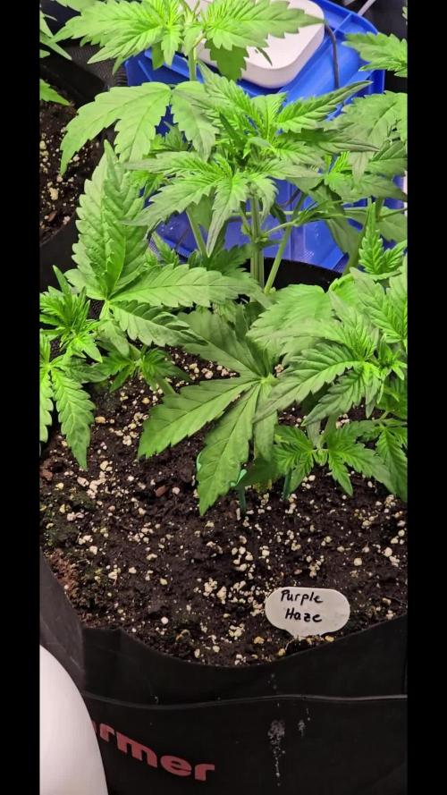 Auto Test FastBuds42 sponsored