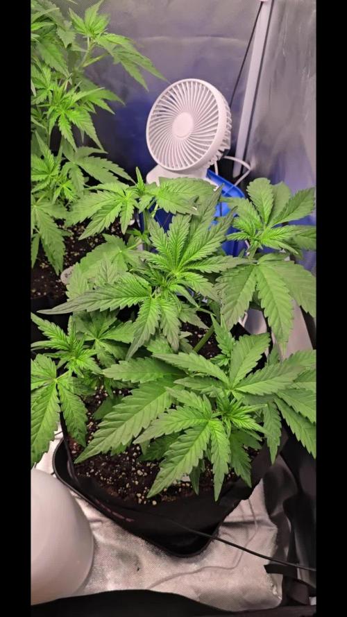 Auto Test FastBuds42 sponsored