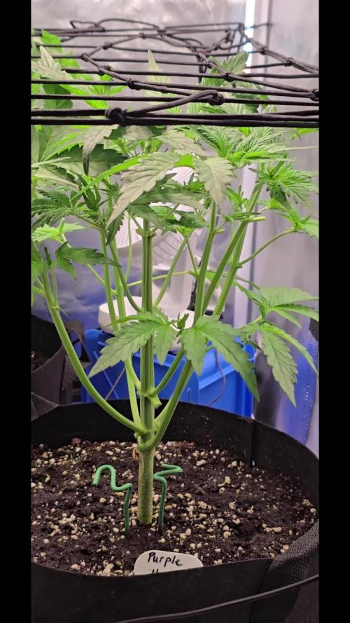 Auto Test FastBuds42 sponsored