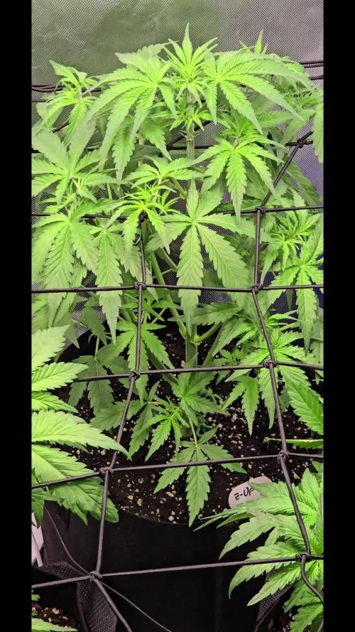 Auto Test FastBuds42 sponsored