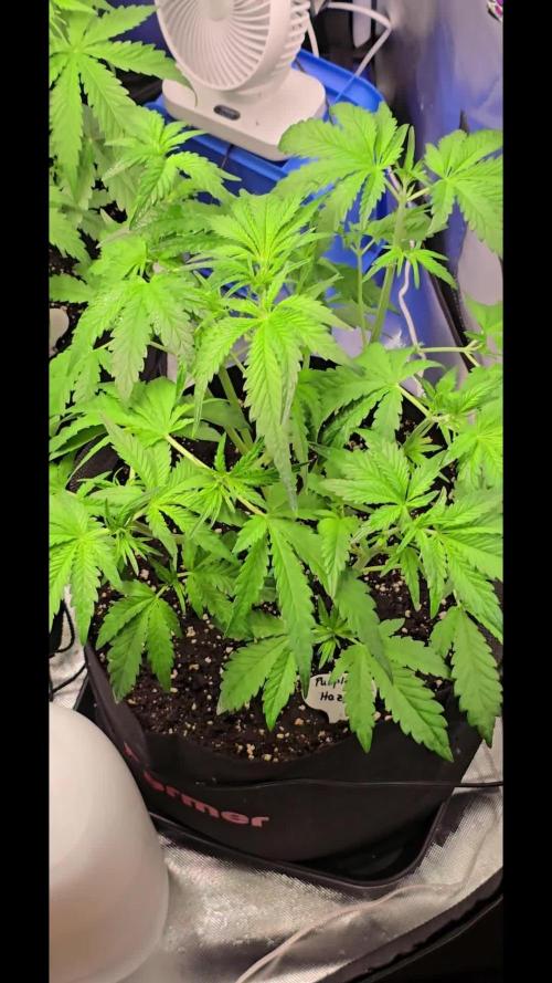 Auto Test FastBuds42 sponsored