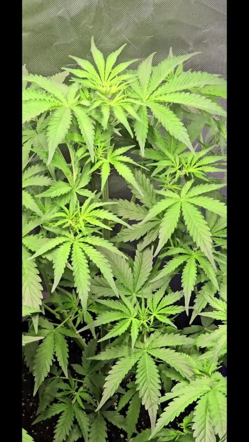 Auto Test FastBuds42 sponsored