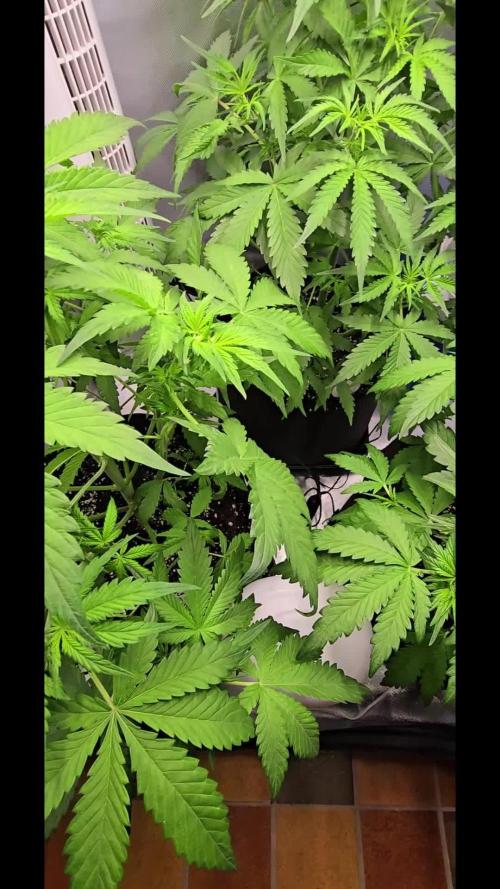 Auto Test FastBuds42 sponsored