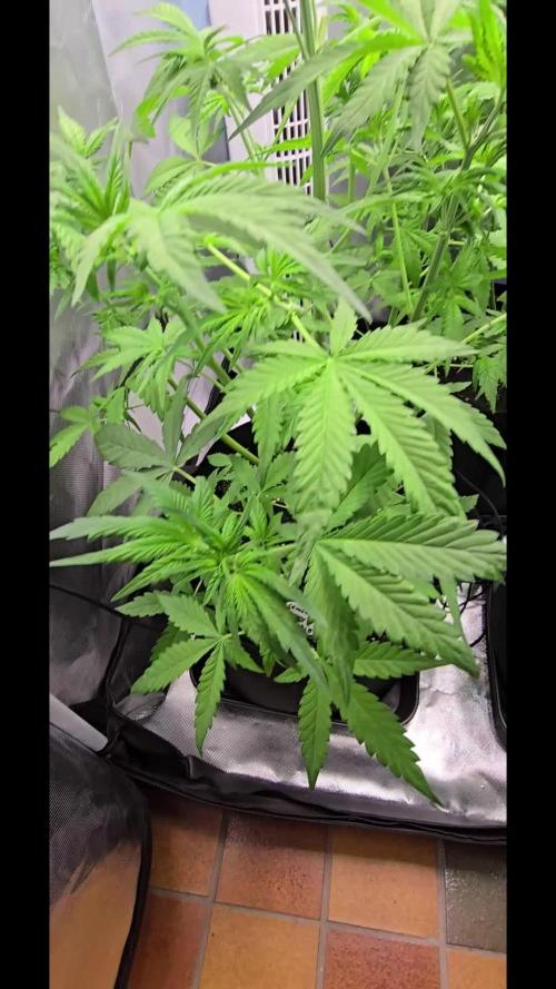 Auto Test FastBuds42 sponsored